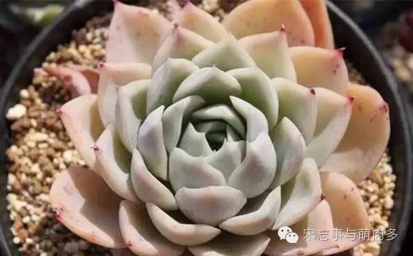 多肉月影系有哪些品种,月影系多肉品种大全