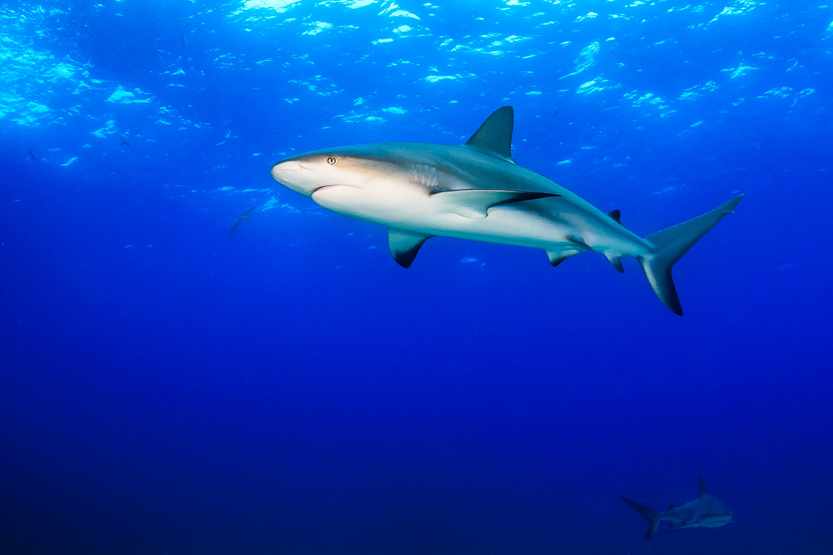 荷维湾水上活动精彩纷呈，全年无休，期待着你的光临
