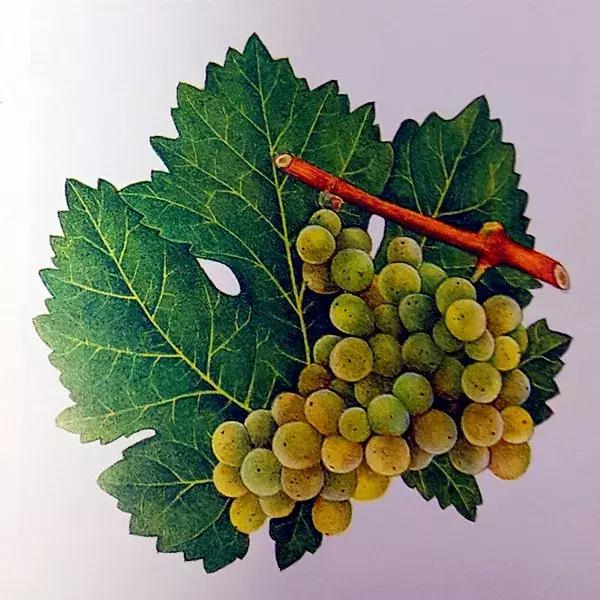 酿酒葡萄优良品种长相思,涨知识了最热的葡萄品种都在这里