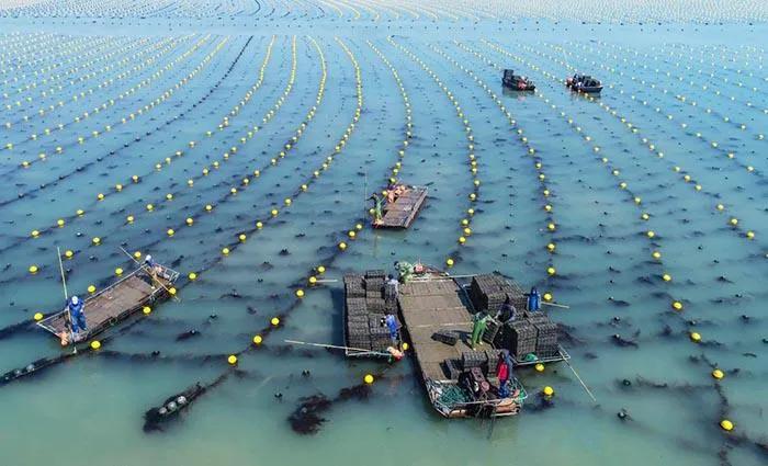 山东荣成鲍鱼,荣成鲍鱼越冬图