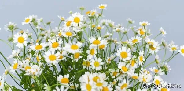 护肤植物精油有什么功效,洋甘菊护肤品的功效与作用
