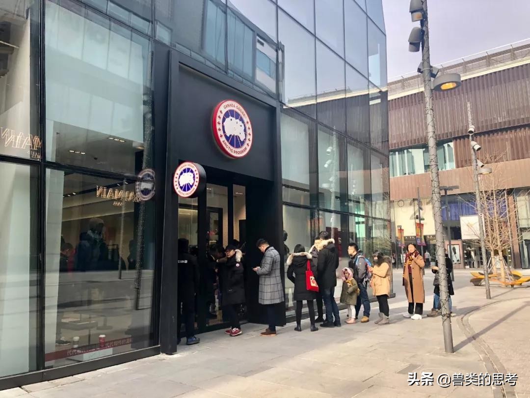 鹅猫相爱记：“加拿大鹅”情人节高调示爱天猫！究竟怎么回事？