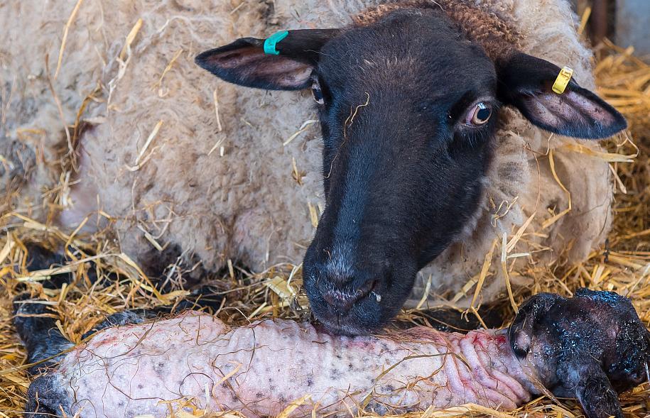 母羊生小羊后的喂养与护理,母羊产小羊后怎么养