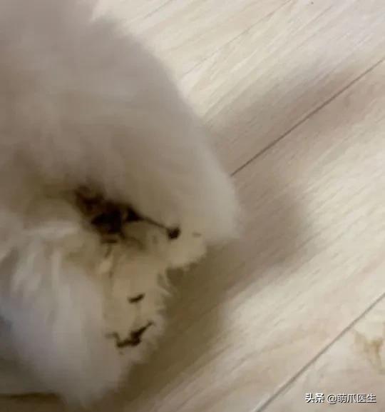 猫咪软便和拉稀的区别是什么,猫咪软便拉稀是如何处理