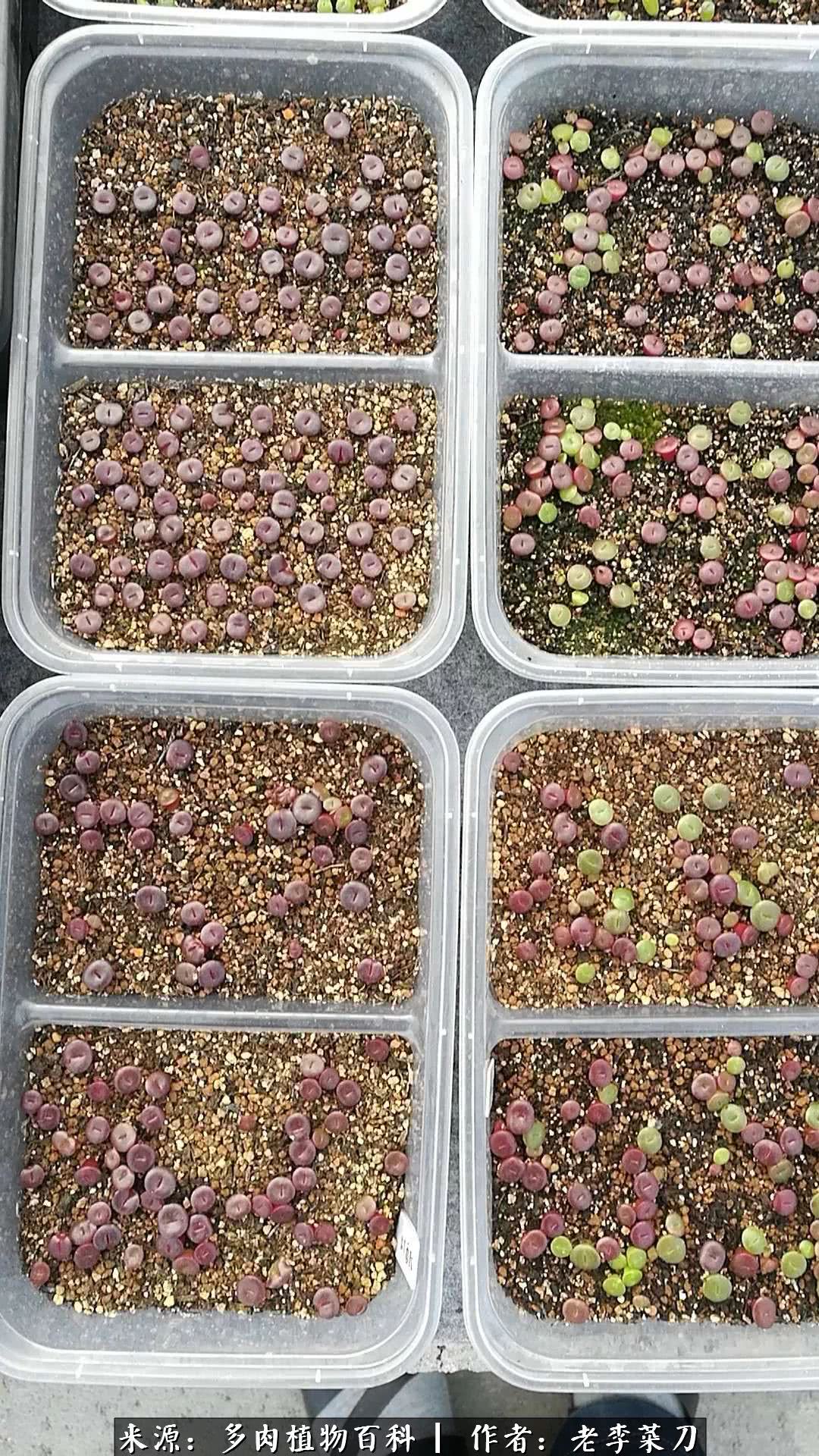 春季生石花种植,生石花冒芽需要把老叶片剪掉吗