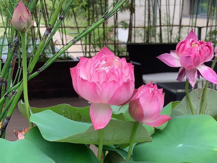 一对感人母子的故事,一对母子的民间故事