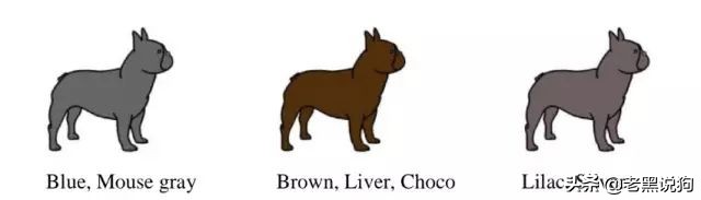 蓝法斗长大后毛色变化,国际认可纯种法斗毛色