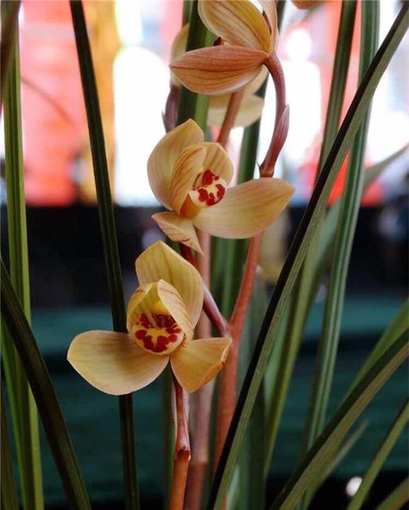 保山莲瓣兰名品有哪些,保山莲瓣兰与贵州莲瓣兰对比