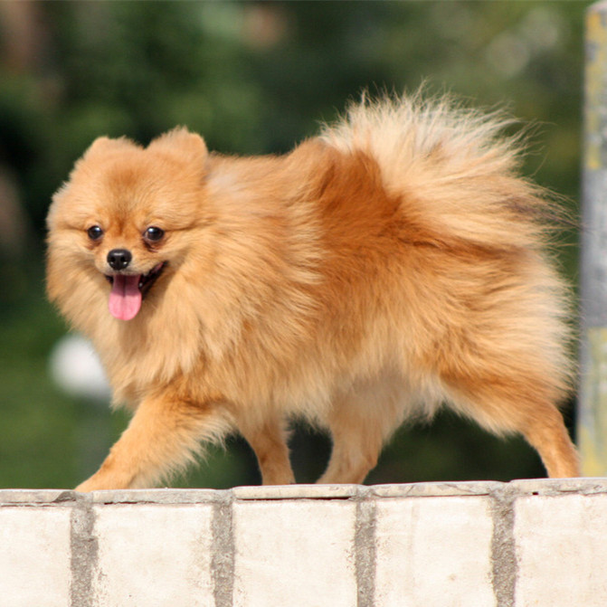 世界最聪明的狗狗排名,世界猛犬排名前十的狗狗品种