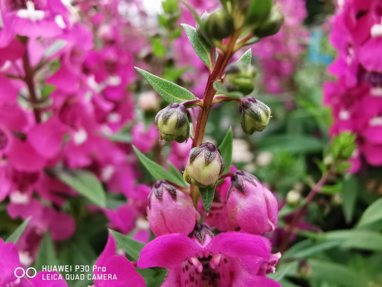 华为p30pro评测视频科技美学,华为p30pro升级鸿蒙拍照不清晰