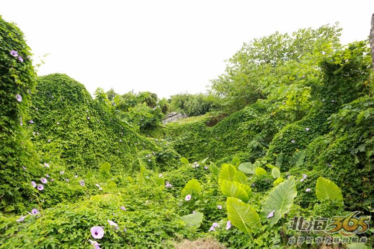 高德往事：重返旧时光，探索李桃栏深院大宅不为人知的过往