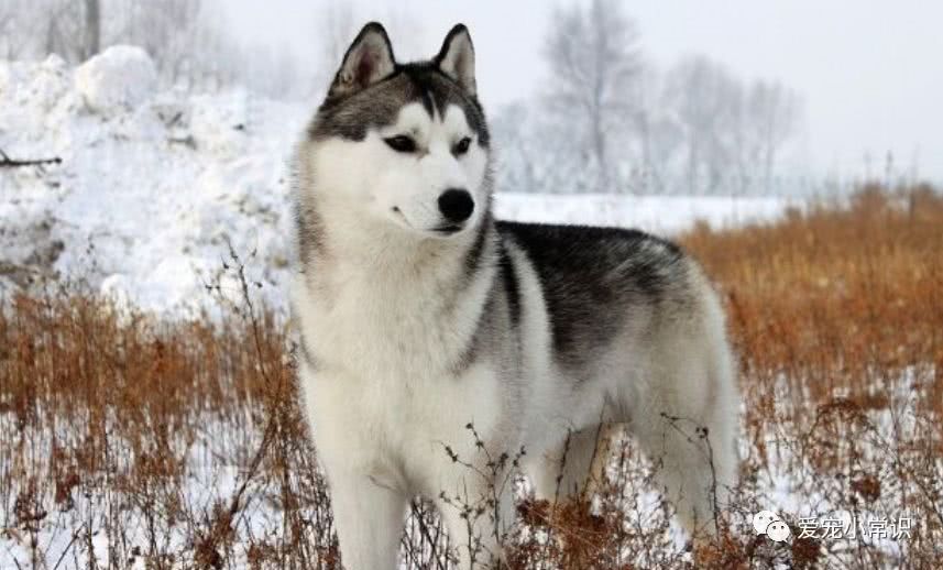 你所不知道的哈士奇,西伯利亚雪橇犬哈士奇多少钱一条