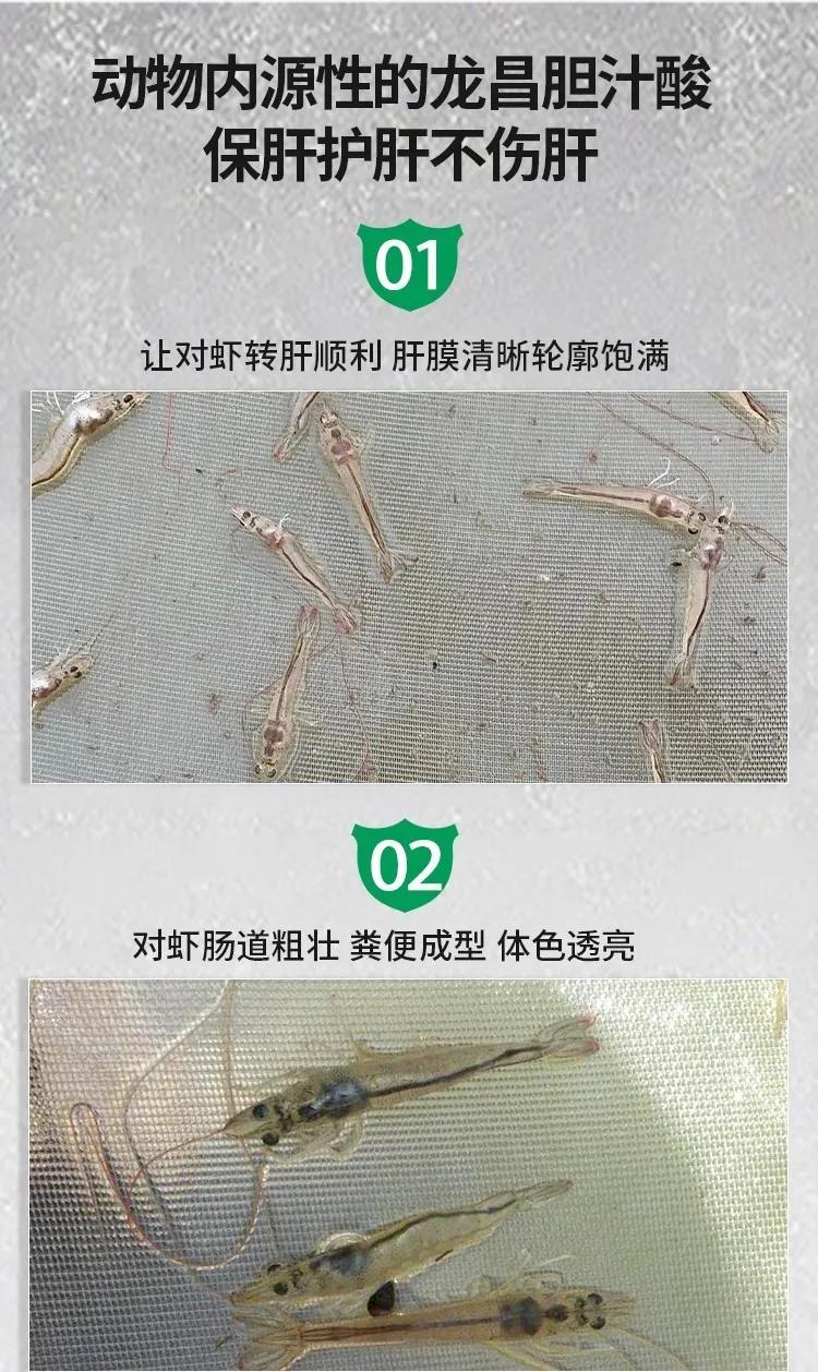 对虾白便是如何危害对虾养殖的,南美白对虾尾部一节白是什么原因