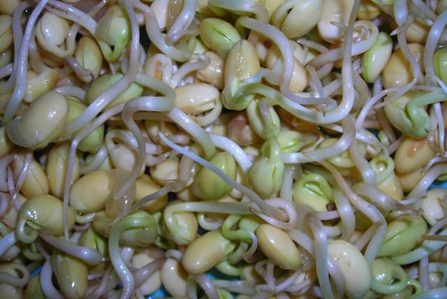 豆芽泡水发芽,水泡发豆芽