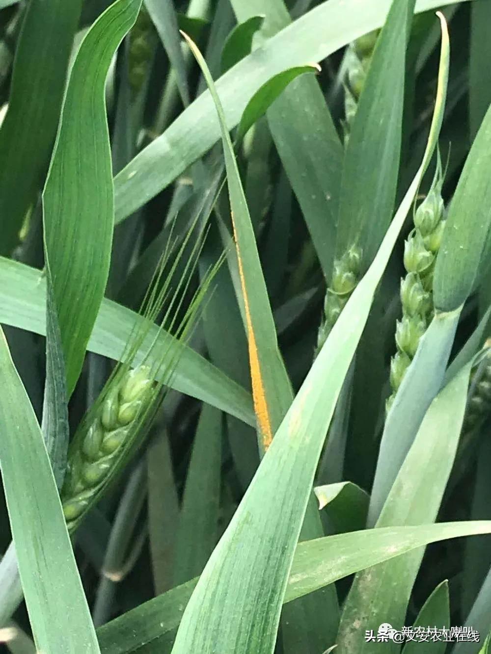 小麦穗子上的病害,小麦麦穗病害