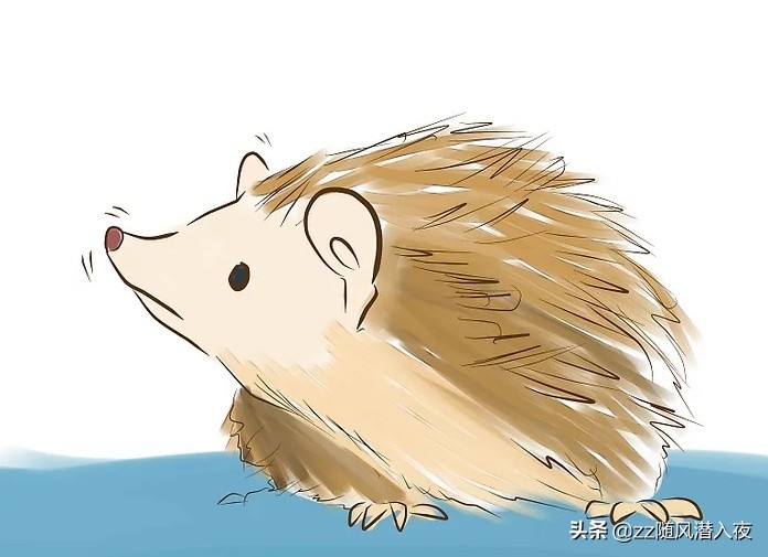 如何饲养一只刺猬