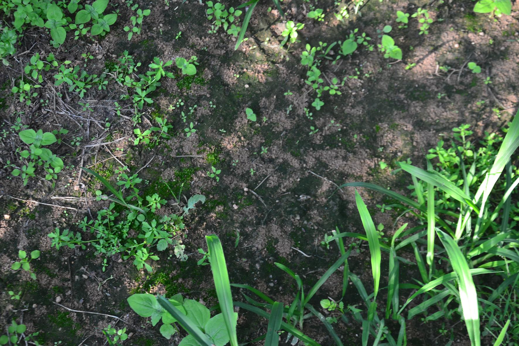 秋施基肥能否不挖坑,苹果树用什么土种植好