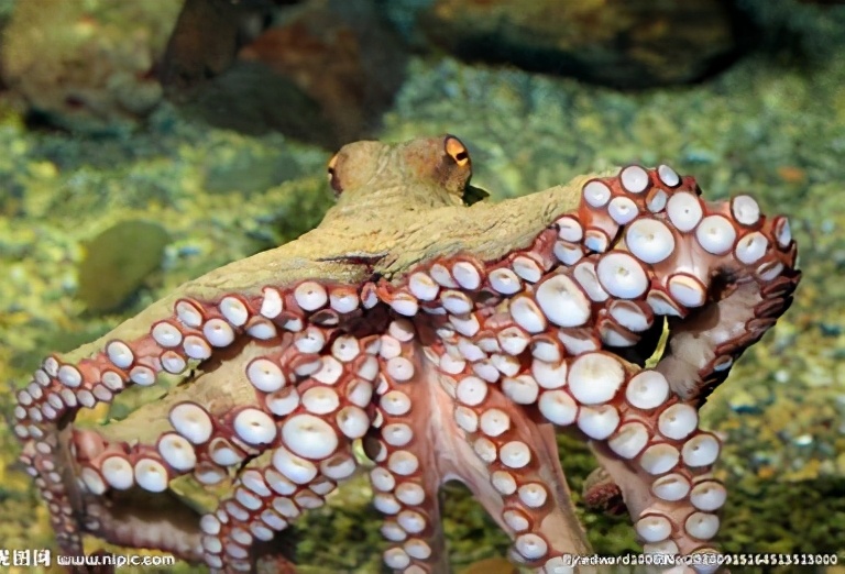 世界上最有可能是外星生物的章鱼 (章鱼为什么是最接近外星人的生物)