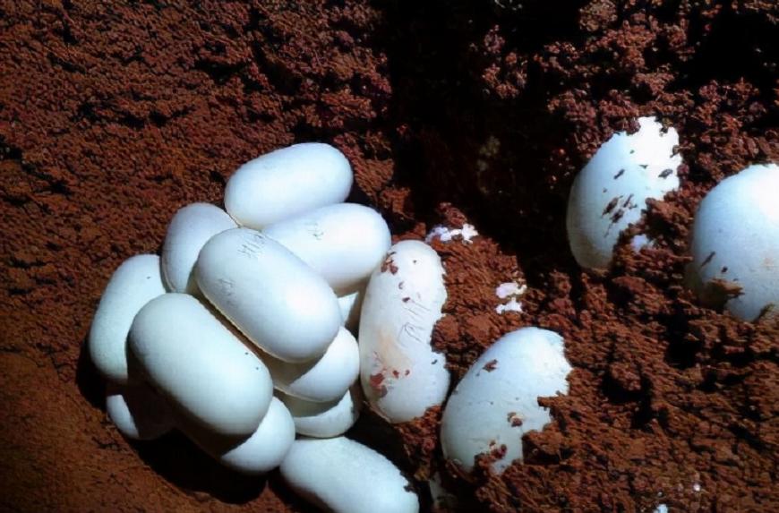 蛇中大熊猫莽山烙铁头,蛇中大熊猫是什么蛇