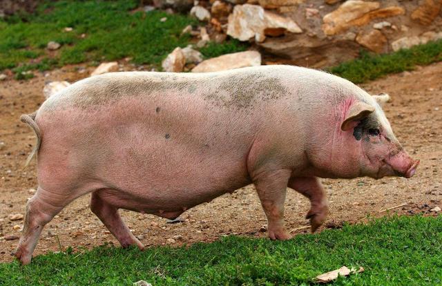 养殖户怎么喂饲料,养殖户猪怎样