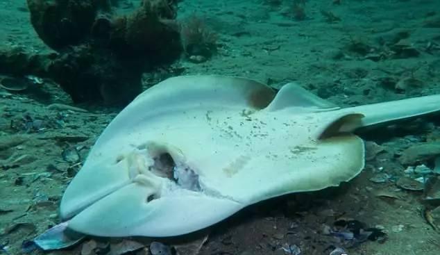 世上公认特脏的这9种鱼,世界上公认的五种最脏的鱼