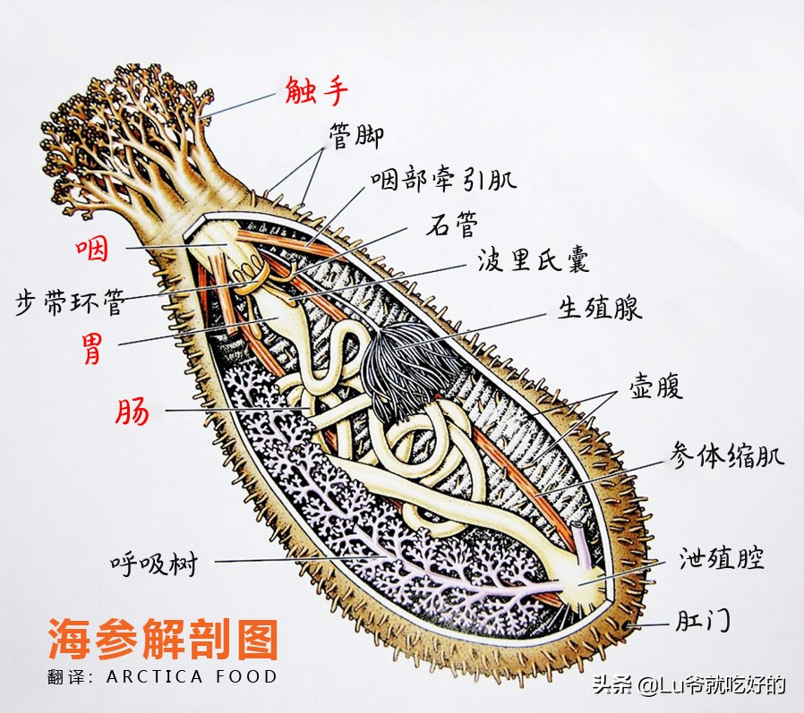 加拿大北极海参花好吃吗,加拿大海参无参花