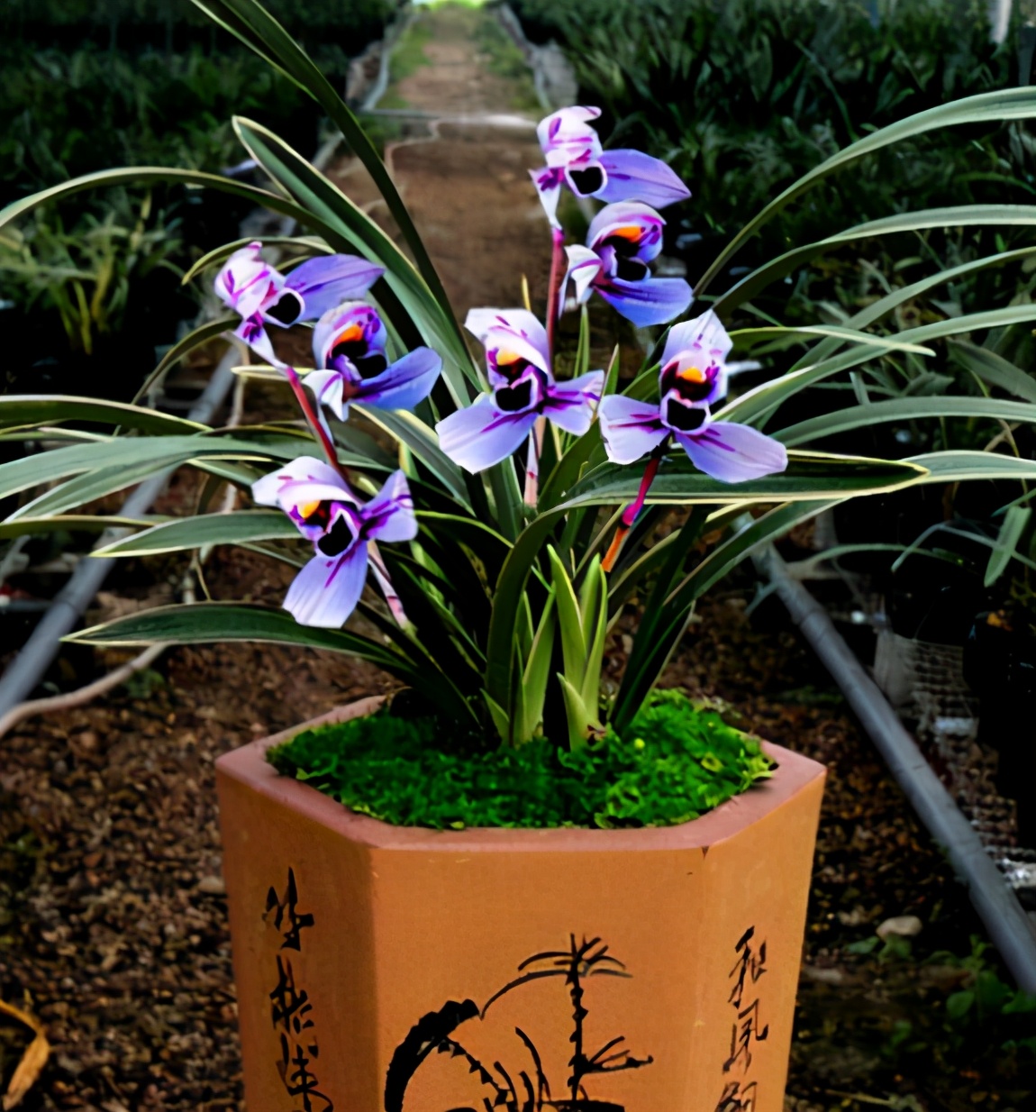 此兰花色“独一无二”，花姿高雅，兰香醉人，寓意紫气东来