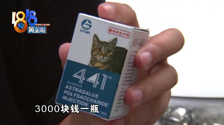 蓝猫传腹症状会死吗,蓝猫被检查出脑瘫