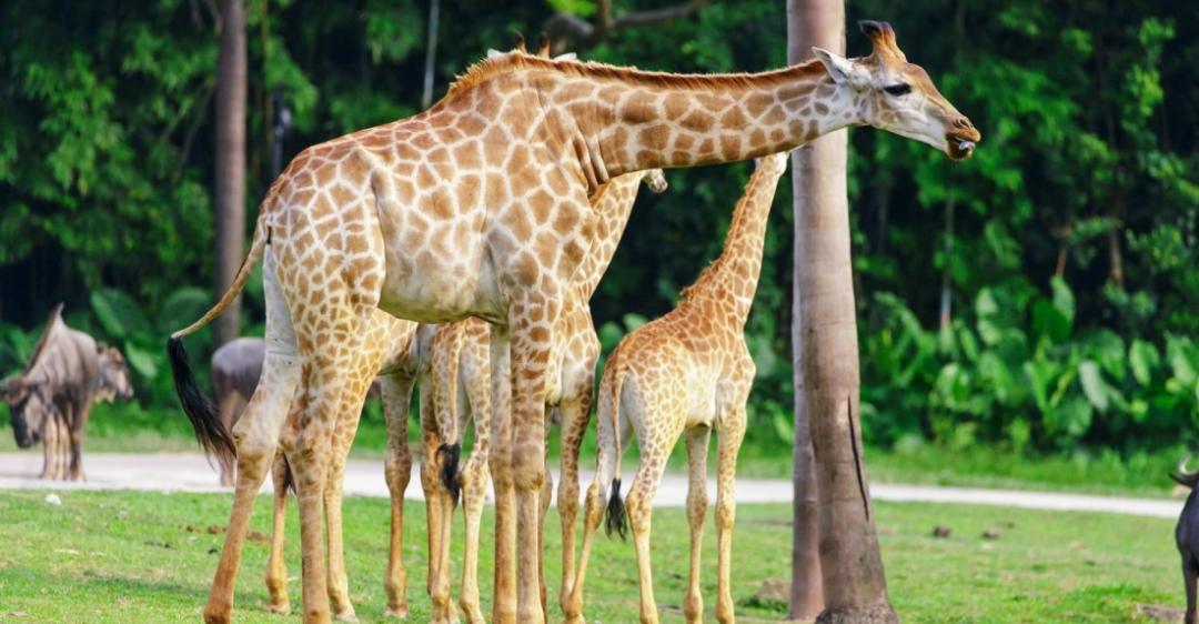 春节广州长隆野生动物世界攻略,广州长隆野生动物世界旅游攻略