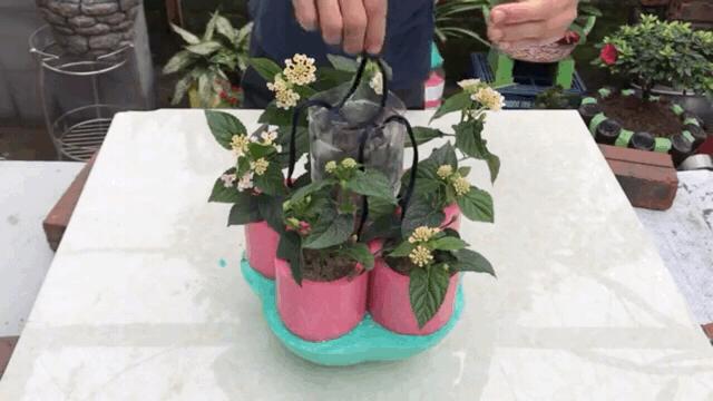 饮料瓶做的花盆如何浇水,用雪碧瓶做自动浇水花盆