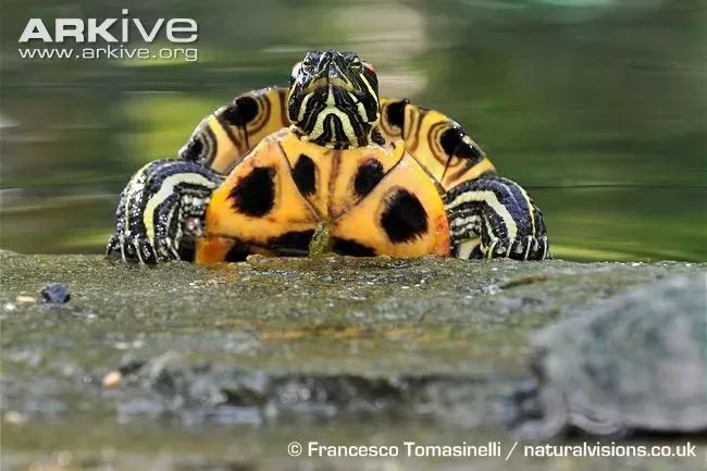 把外来入侵物种放生会怎样,对市民放生外来入侵物种提出建议