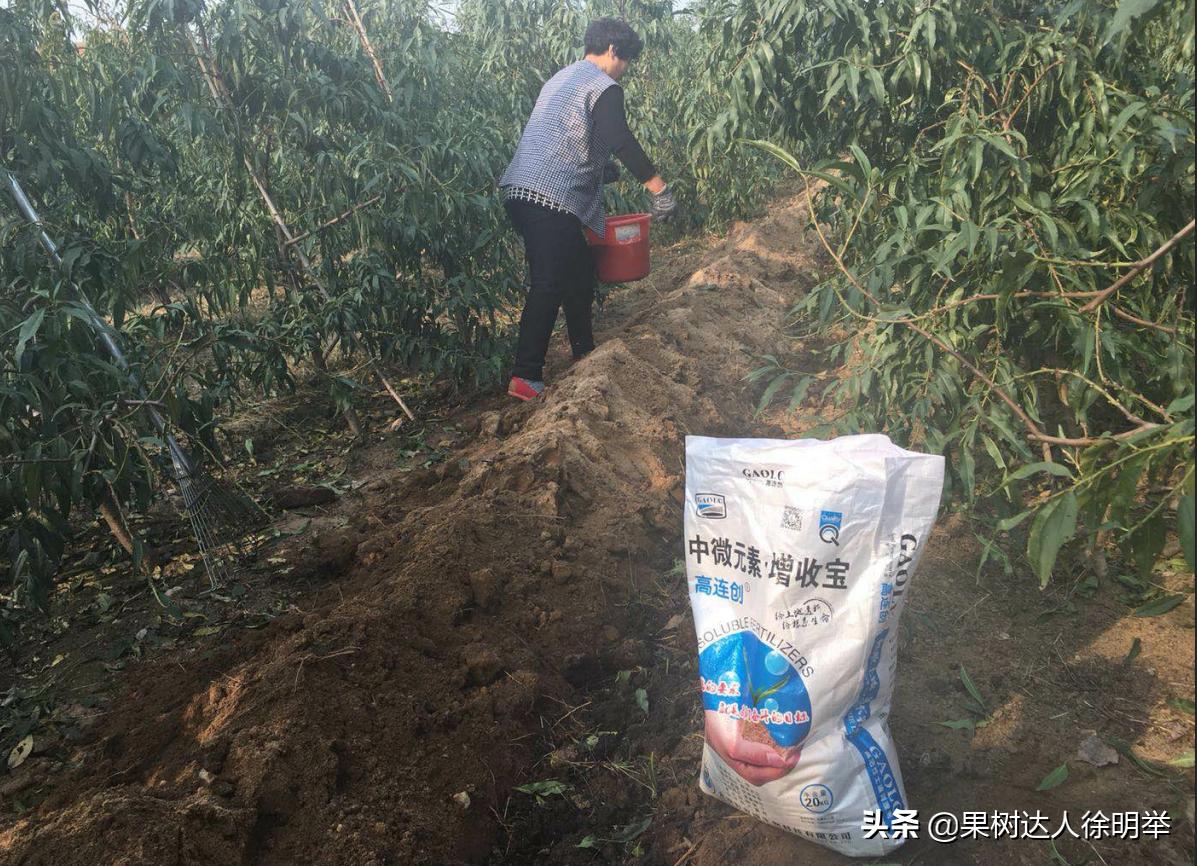 桃树如何种植结果多,正在结果的桃树怎么种植