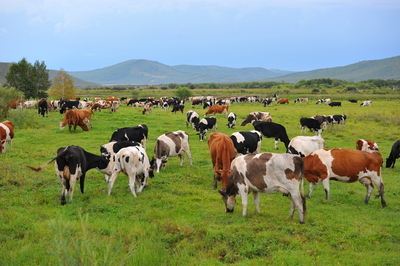 怪不得这么牛因为奶牛—牛