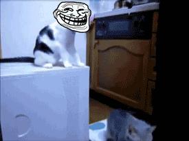 猫咪患上怪病久治不愈生命垂危,医生:打一顿就好了!