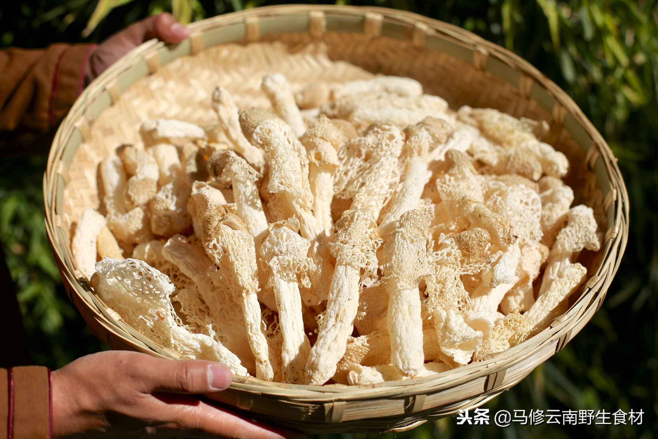 竹荪菌种怎么挑选,在蜀南竹海买竹荪怎么挑选