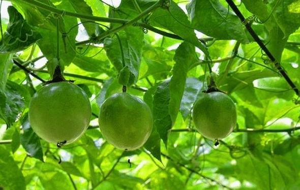 百香果开花后闭合了是授粉成功吗,百香果会开花不会结果怎么办