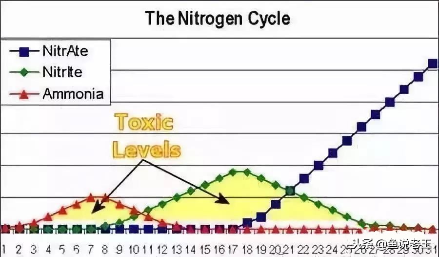 长时间不换水鱼会死吗,长时间不换水鱼会得什么病