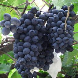 摩尔多瓦好吃吗,摩尔多瓦重要吗