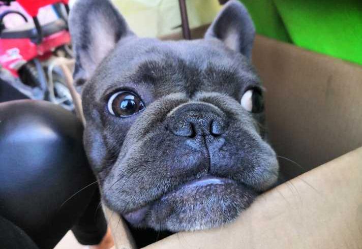 黑白花法斗怎么辨别纯不纯,虎斑法斗怎样区分纯与不纯