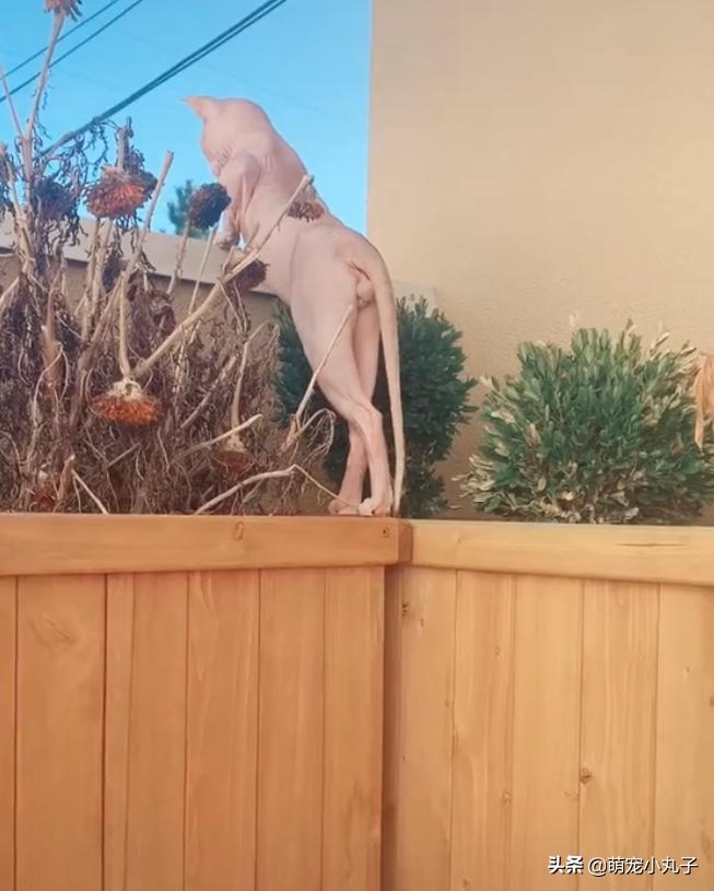无毛猫趴在阳台看风景，性感身材一览无余，网友：好美的腿