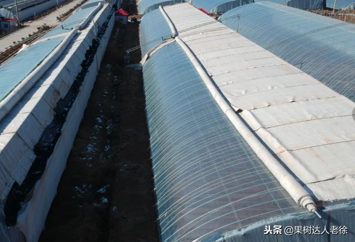 桃树开春管理视频,大棚桃花期用什么药