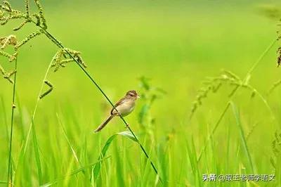 部编二年级下册语文古诗二首预习,二年级下册语文古诗二首知识讲解