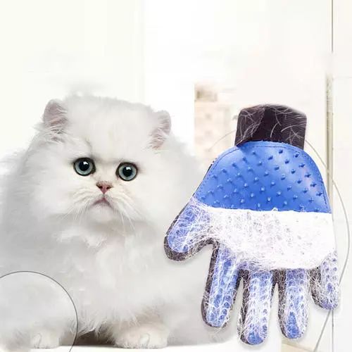 新到家猫咪需要做什么体检,猫咪到家第一夜铲屎官怎么做