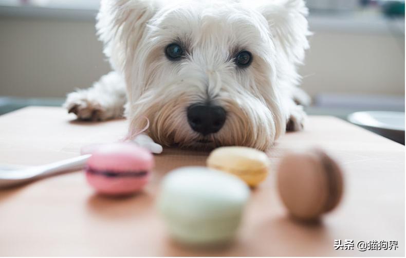 狗狗不好好吃饭的原因有哪些,小狗狗一星期不吃粮是为什么