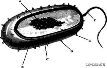 人教版八年级上册生物预习提纲,八年级下册生物预习笔记