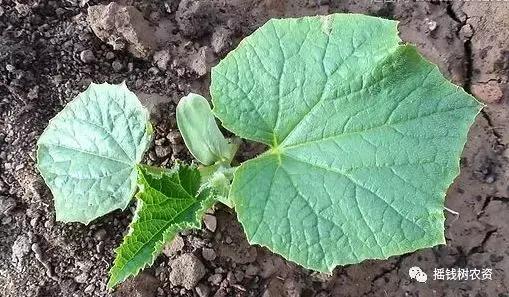 黄瓜秧黄叶死秧怎么回事,青瓜萎蔫怎么办