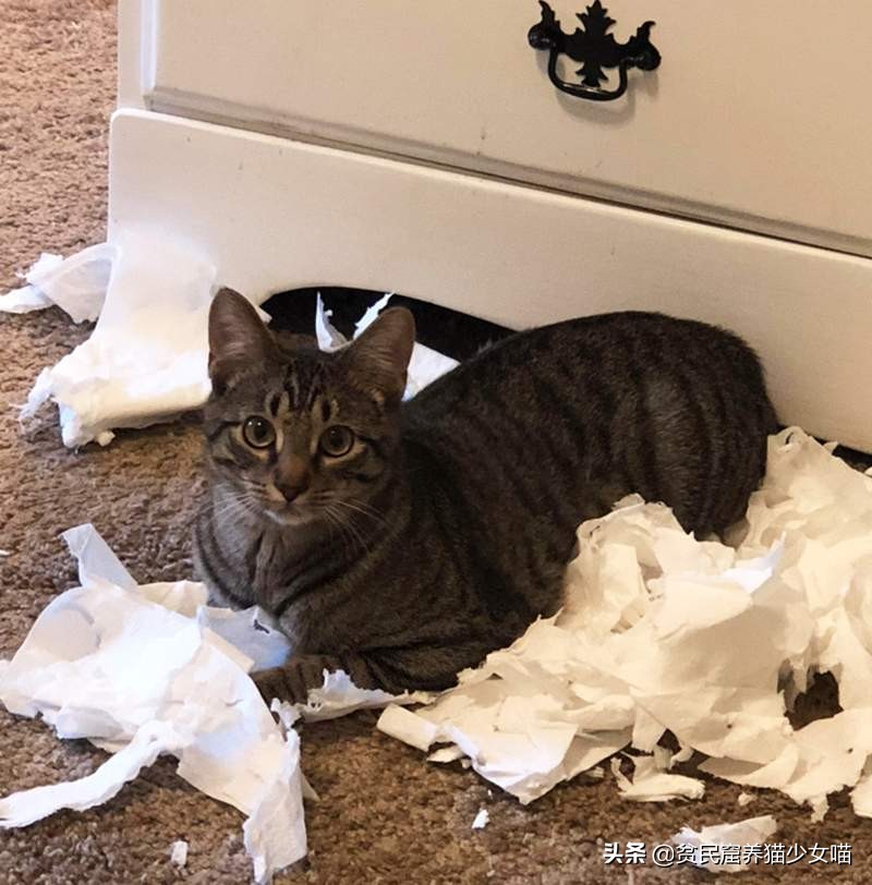 猫咪爱撕卫生纸怎么办,淘气的猫咪该怎么办