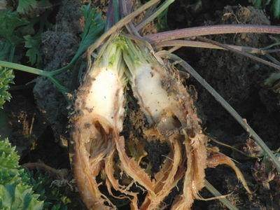 芹菜治腐根的方法,芹菜死根烂苗根腐病用什么药