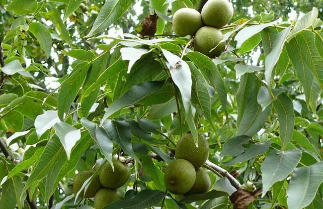 核桃举肢蛾是食叶虫吗,核桃举肢蛾幼虫