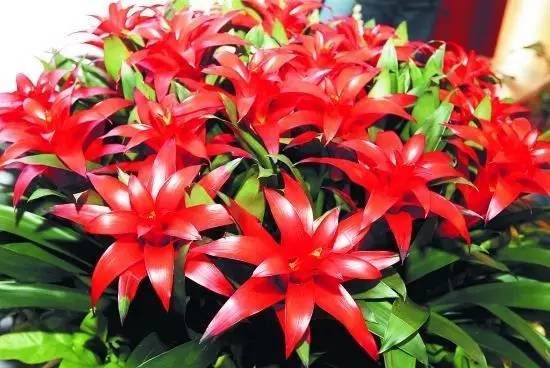 50种常见花卉浇水技巧,50种花卉种植技巧